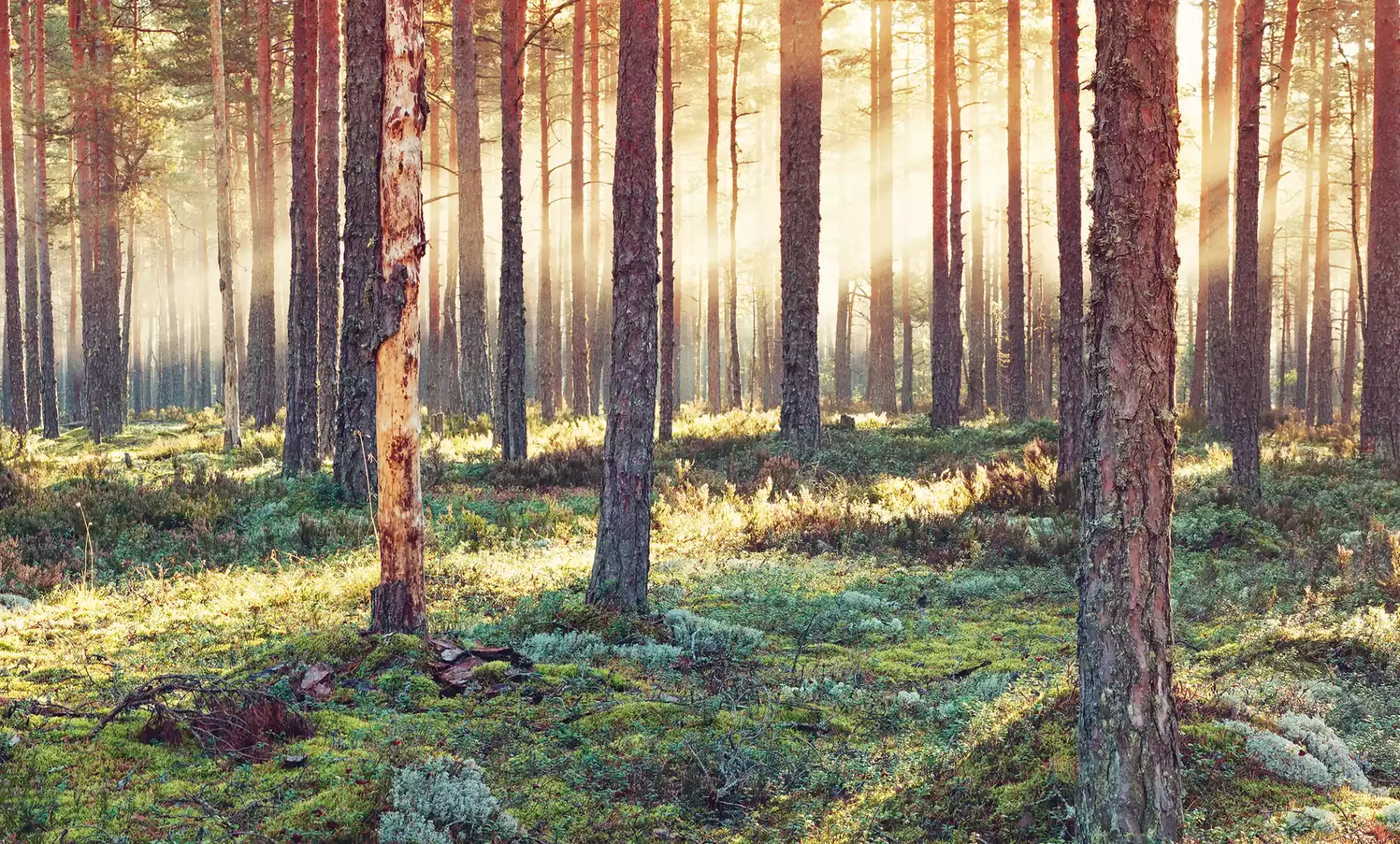 Blick in einen sonnendurchfluteten Wald